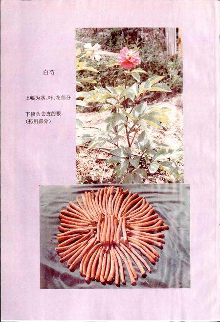 《安徽省医药志》.pdf_安徽省志预览图3