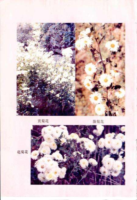 《安徽省医药志》.pdf_安徽省志预览图5