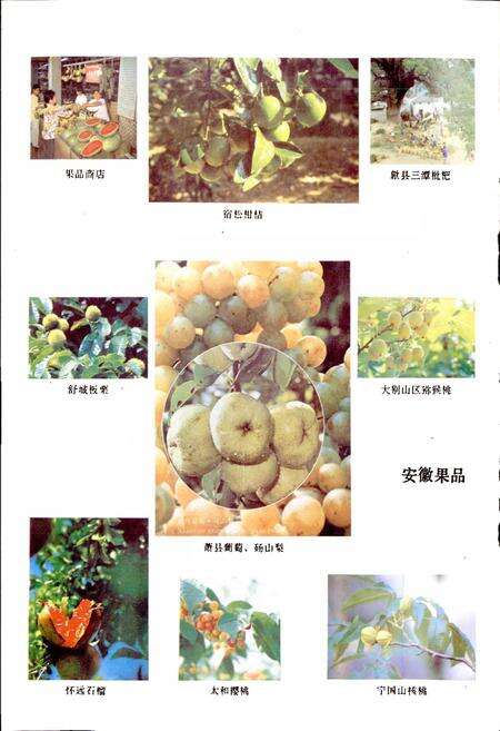 《安徽省供销合作社志》.pdf_安徽省志预览图5