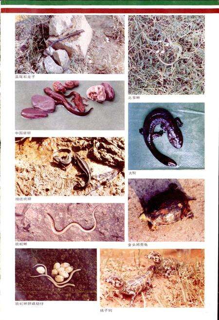 《安徽两栖爬行动物志》.pdf_安徽省志预览图3