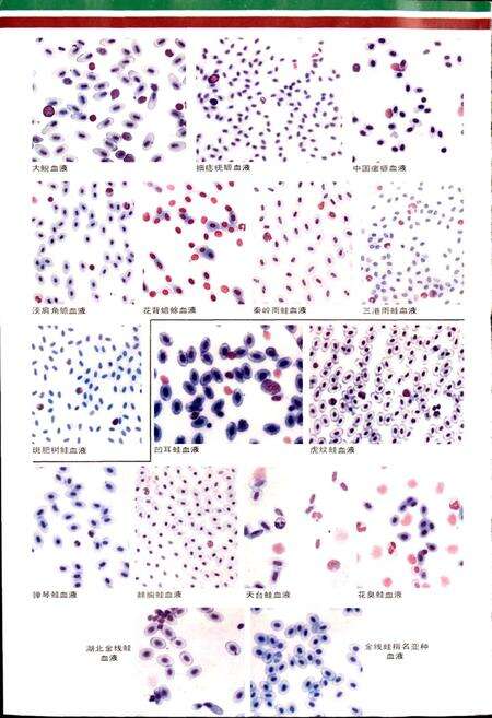 《安徽两栖爬行动物志》.pdf_安徽省志预览图4