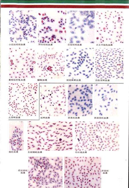 《安徽两栖爬行动物志》.pdf_安徽省志预览图5