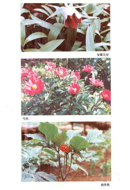 《安徽中药志》.pdf_安徽省志预览图3