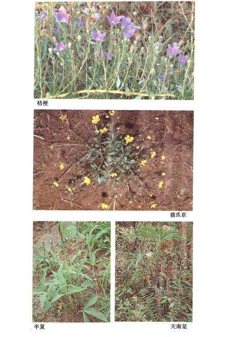 《安徽中药志》.pdf_安徽省志预览图4