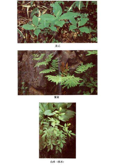 《安徽中药志》.pdf_安徽省志预览图5