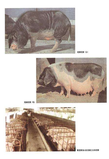 《黄山市畜牧兽医志》.pdf_安徽省志预览图4