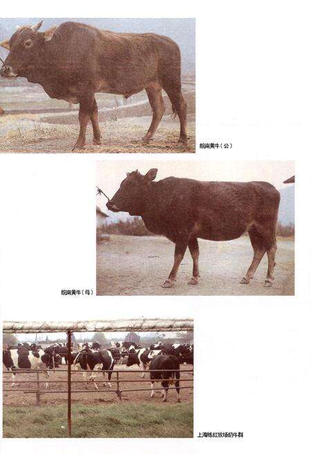 《黄山市畜牧兽医志》.pdf_安徽省志预览图5