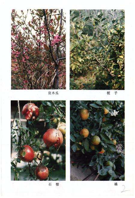 《安徽中药志(第二卷)》.pdf_安徽省志预览图2