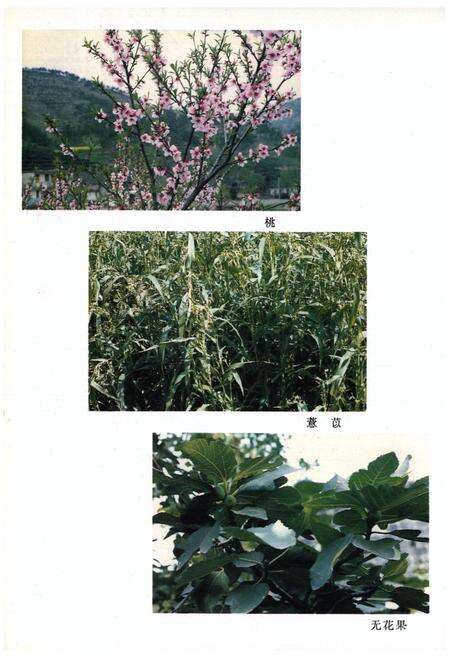 《安徽中药志(第二卷)》.pdf_安徽省志预览图3