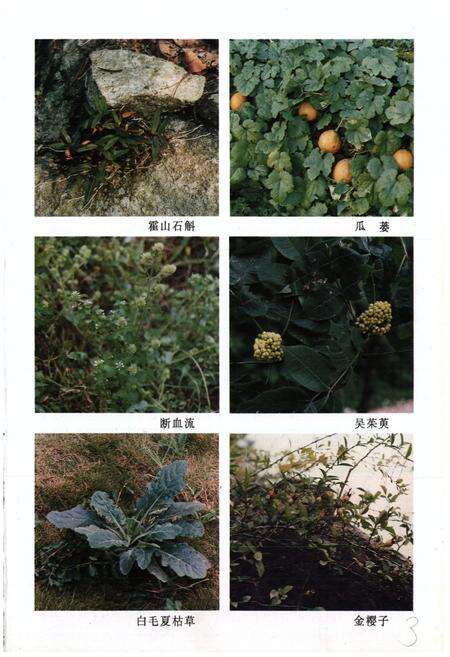 《安徽中药志(第二卷)》.pdf_安徽省志预览图4