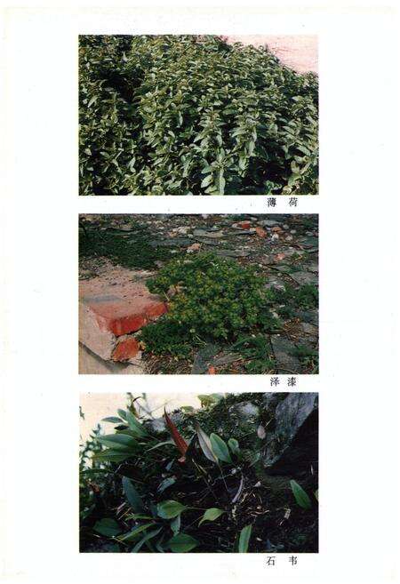 《安徽中药志(第二卷)》.pdf_安徽省志预览图5