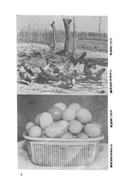 《《滁县地区农业志》》.pdf_安徽省志预览图4