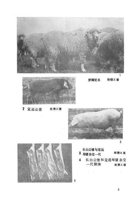 《《滁县地区农业志》》.pdf_安徽省志预览图5
