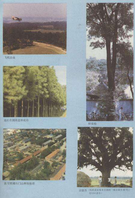 《《滁县地区林业志》》.pdf_安徽省志预览图3