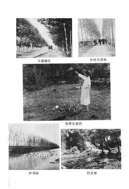 《《滁县地区林业志》》.pdf_安徽省志预览图5