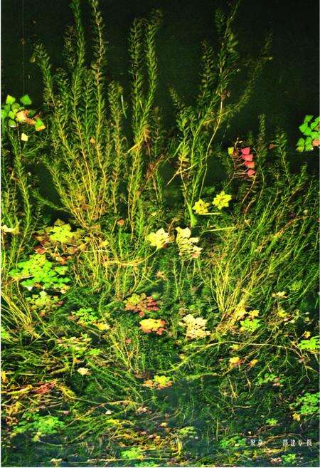 《《湿地高等植物图志》》.pdf_安徽省志预览图3