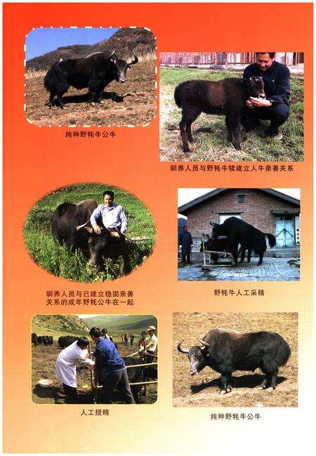 《大通种牛场志》.pdf_安徽省志预览图5