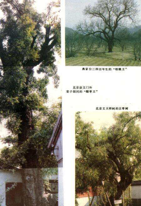 《北京果树志》.pdf_北京市志预览图2