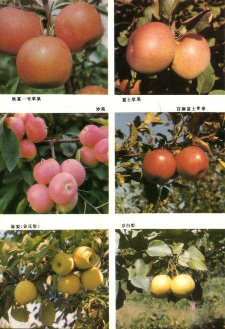《北京果树志》.pdf_北京市志预览图5