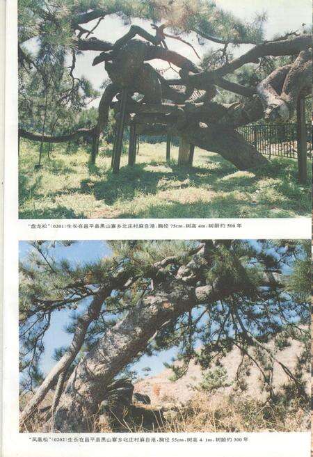 《北京郊区古树名木志》.pdf_北京市志预览图1