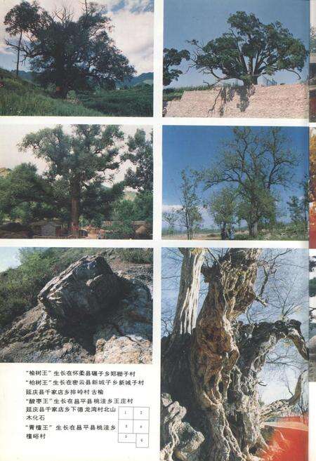 《北京郊区古树名木志》.pdf_北京市志预览图2