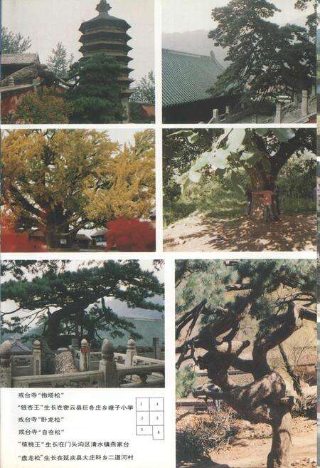 《北京郊区古树名木志》.pdf_北京市志预览图3