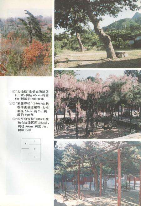 《北京郊区古树名木志》.pdf_北京市志预览图5