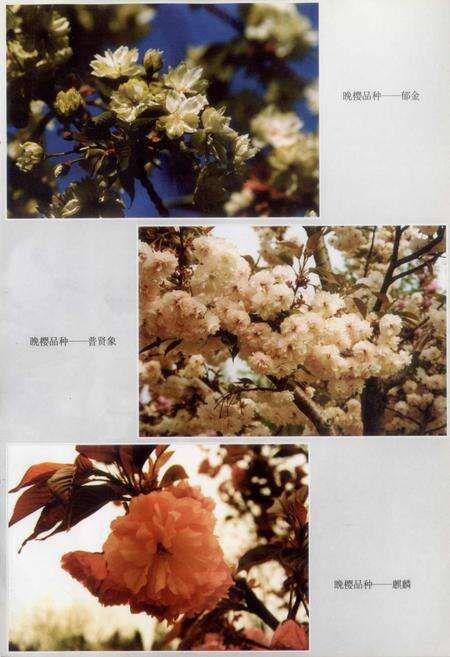 《玉渊潭公园志》.pdf_北京市志预览图4