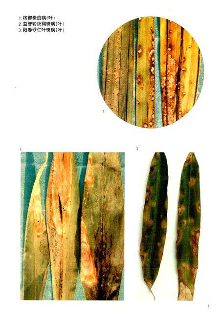 《广东省栽培药用植物真菌病害志》.pdf_广东省志预览图5