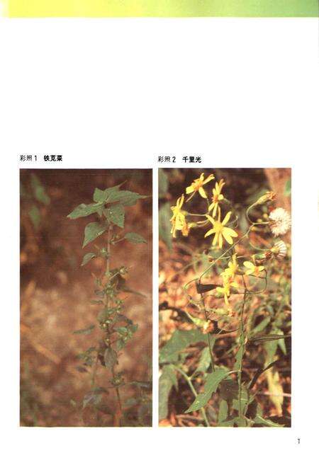 《广东中药志 第二卷》.pdf_广东省志预览图3