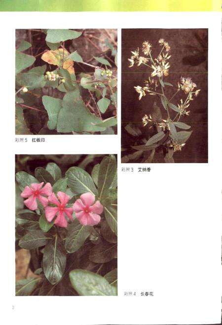 《广东中药志 第二卷》.pdf_广东省志预览图4