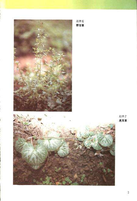 《广东中药志 第二卷》.pdf_广东省志预览图5