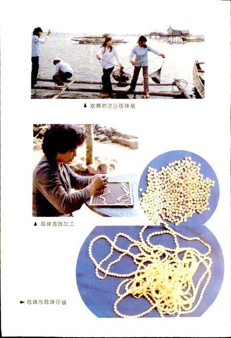《海康珍珠志》.pdf_广东省志预览图5