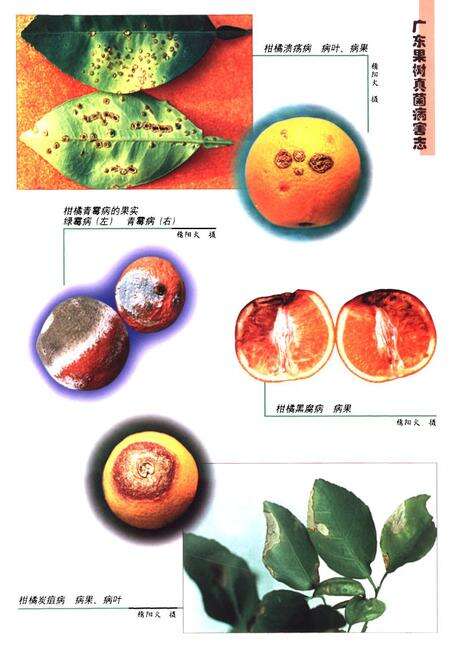 《广东果树真菌病害志》.pdf_广东省志预览图3