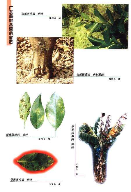 《广东果树真菌病害志》.pdf_广东省志预览图4