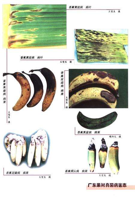 《广东果树真菌病害志》.pdf_广东省志预览图5