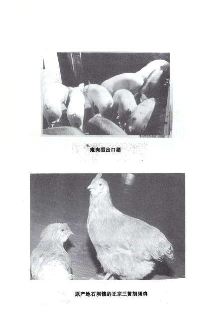 《博罗县外经贸志》.pdf_广东省志预览图4