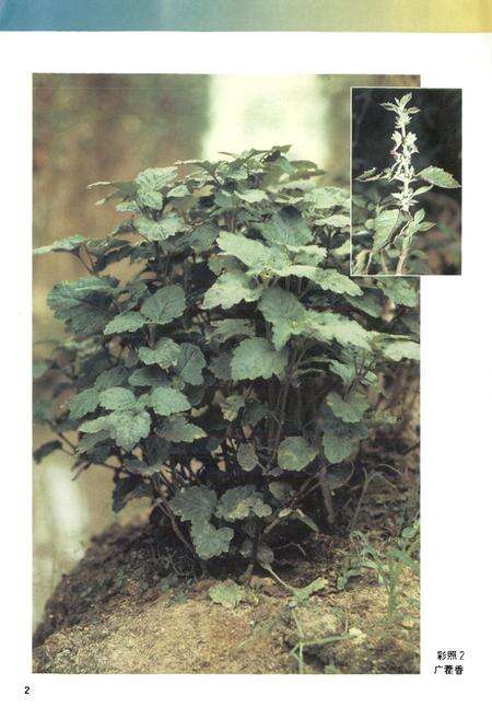 《广东中药志(第一卷)》.pdf_广东省志预览图3