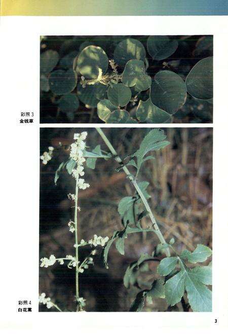 《广东中药志(第一卷)》.pdf_广东省志预览图4