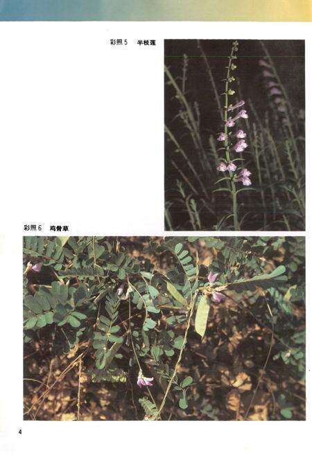 《广东中药志(第一卷)》.pdf_广东省志预览图5