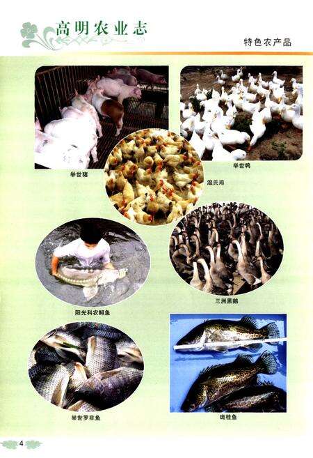 《高明市农业志(1982-2002)》.pdf_广东省志预览图4