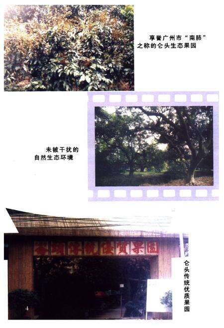 《仑头村史》.pdf_广东省志预览图5