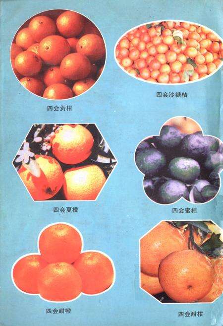 《四会柑桔志》.pdf_广东省志预览图3