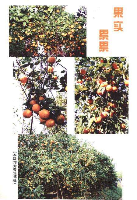 《四会柑桔志》.pdf_广东省志预览图5