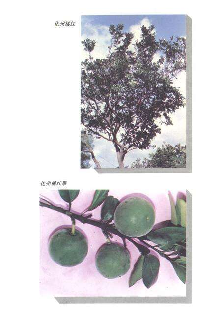 《化州橘红志》.pdf_广东省志预览图3