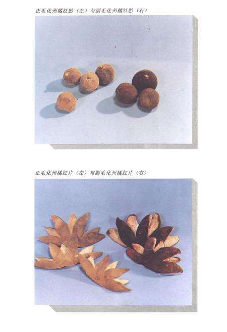 《化州橘红志》.pdf_广东省志预览图4