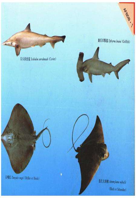 《大亚湾鱼类及生物学图志》.pdf_广东省志预览图3