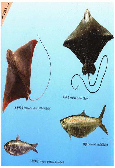 《大亚湾鱼类及生物学图志》.pdf_广东省志预览图4