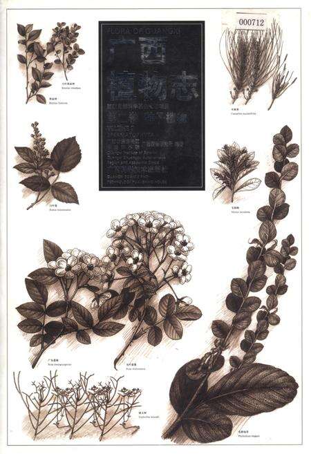 《广西植物志 第二卷 种子植物》.pdf_广西壮族自治区志缩略图