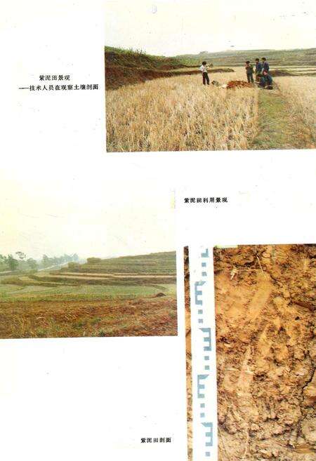 《广西土种志》.pdf_广西壮族自治区志预览图5